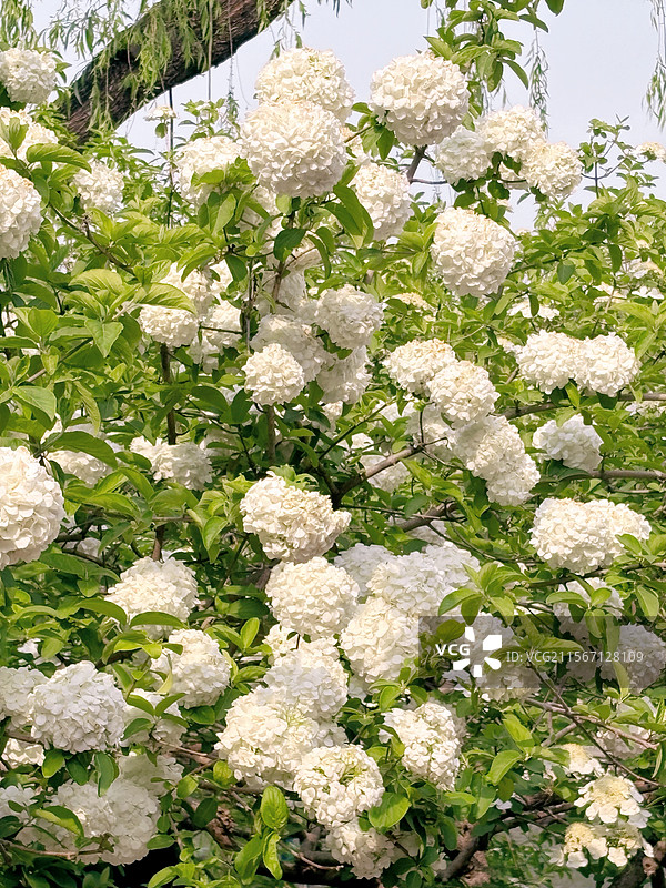 北京北海公园东门白色的木绣球花图片素材