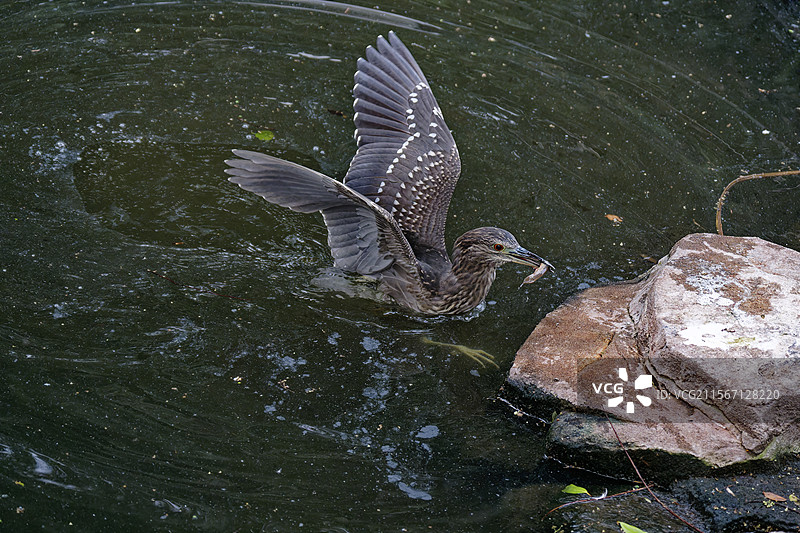 夜鹭与苍鹭的博弈图片素材