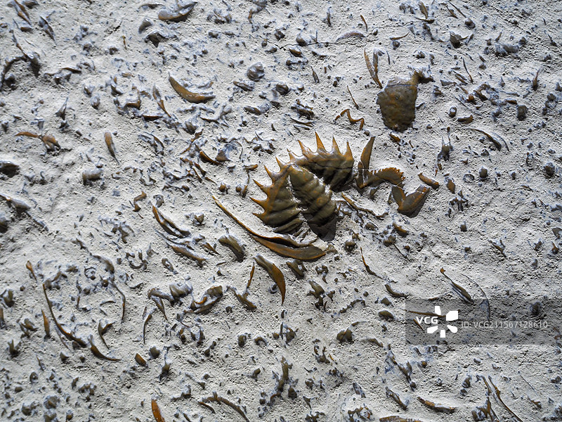 三叶虫化石（燕子虫）图片素材