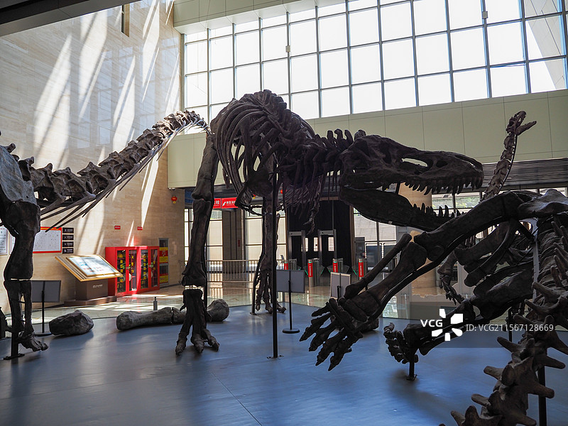 禄丰龙化石图片素材