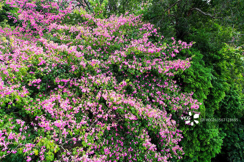 华南师范大学异木棉图片素材