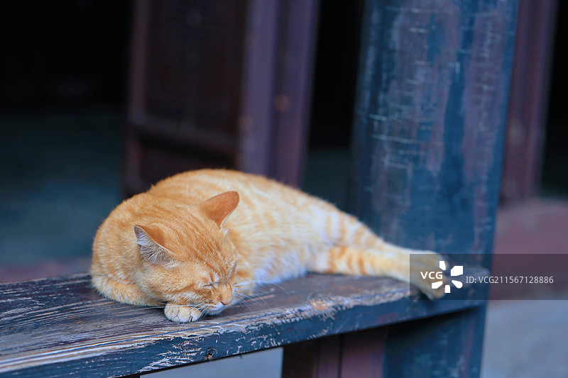 惠山古镇的猫图片素材