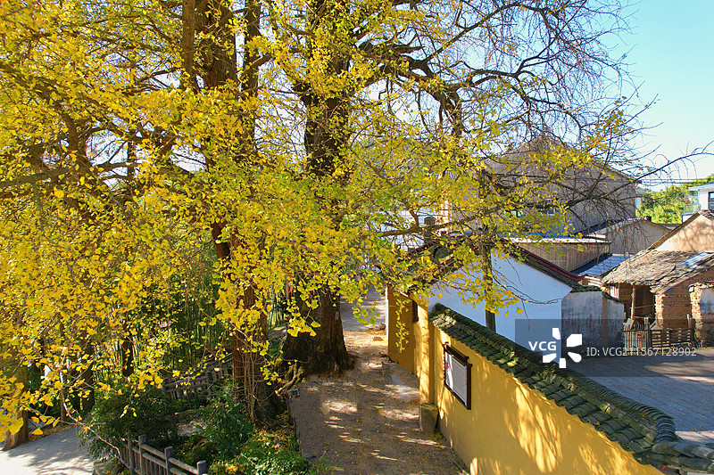 天泉禅寺千年银杏夫妻树图片素材