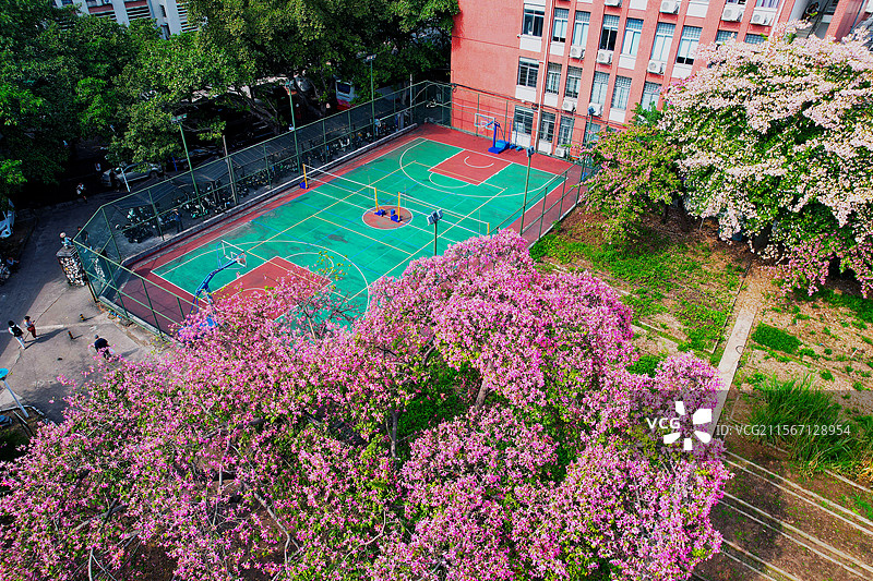 华南师范大学异木棉图片素材