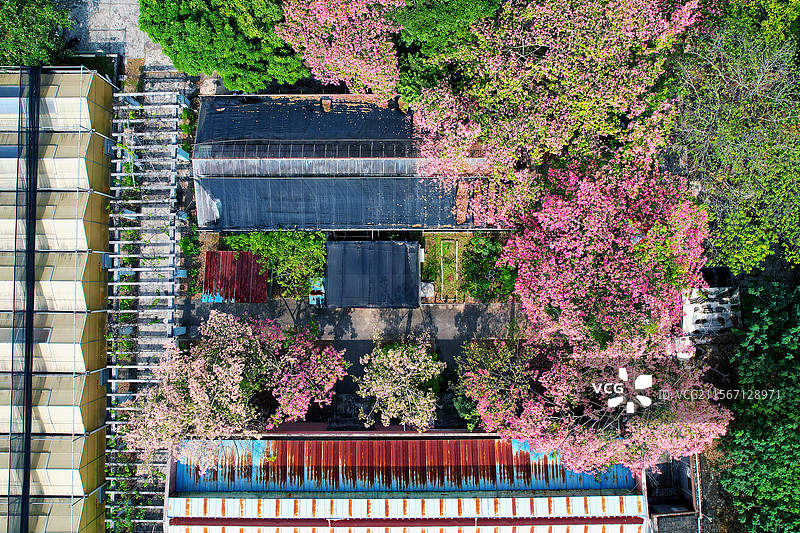 华南师范大学异木棉图片素材