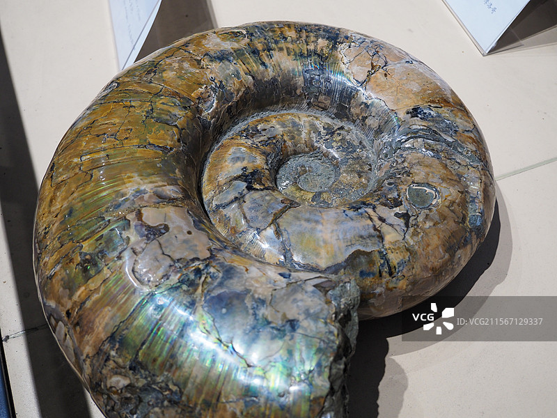 远古时代的生命印记图片素材