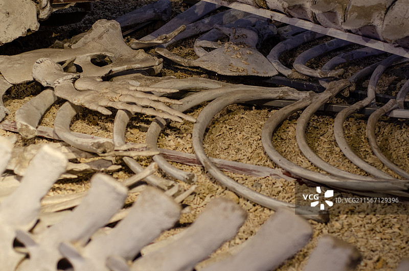 福建博物馆古生物骨骼化石陈列图片素材