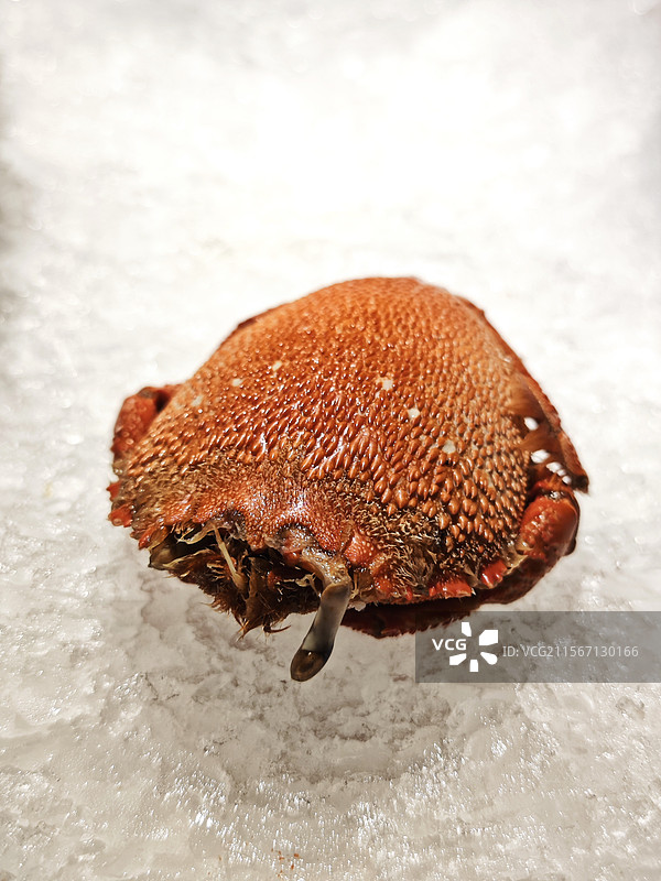 【老虎蟹】“无论如何、不顾一切”图片素材