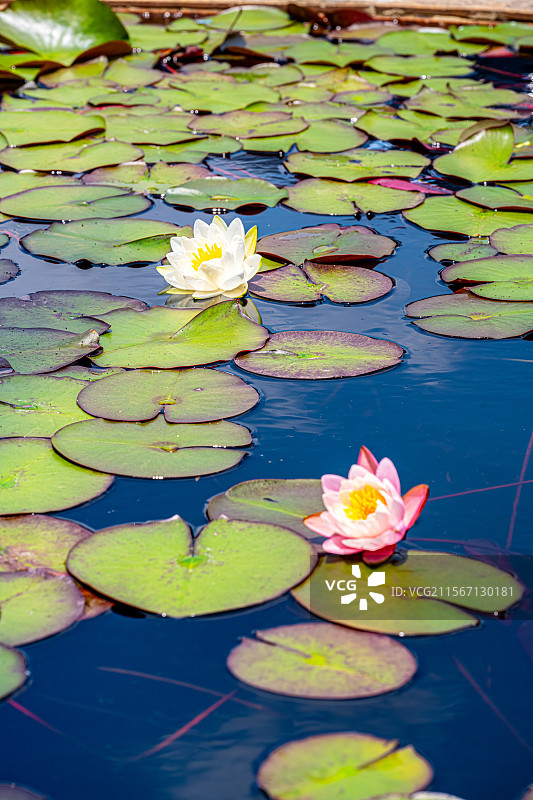 睡莲盛开 5月春末夏初公园池塘里的莲花绽放 上海浦东世纪公园植物图鉴图片素材