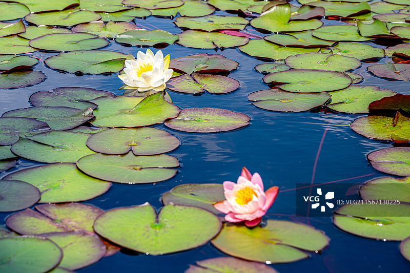 睡莲盛开 5月春末夏初公园池塘里的莲花绽放 上海浦东世纪公园植物图鉴图片素材