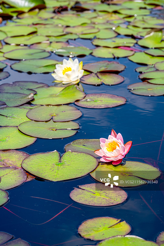 睡莲盛开 5月春末夏初公园池塘里的莲花绽放 上海浦东世纪公园植物图鉴图片素材