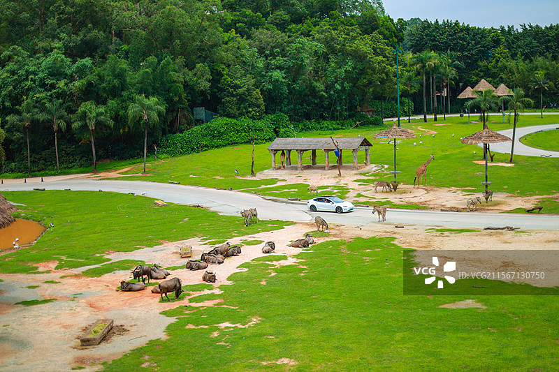 对角线动物草原图片素材