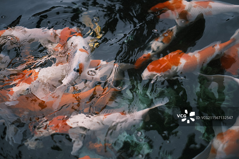 锦鲤公园图片素材