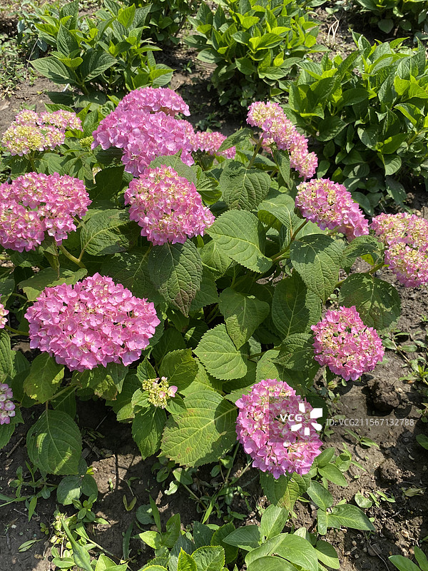 共青森林公园八仙花园景色图片素材