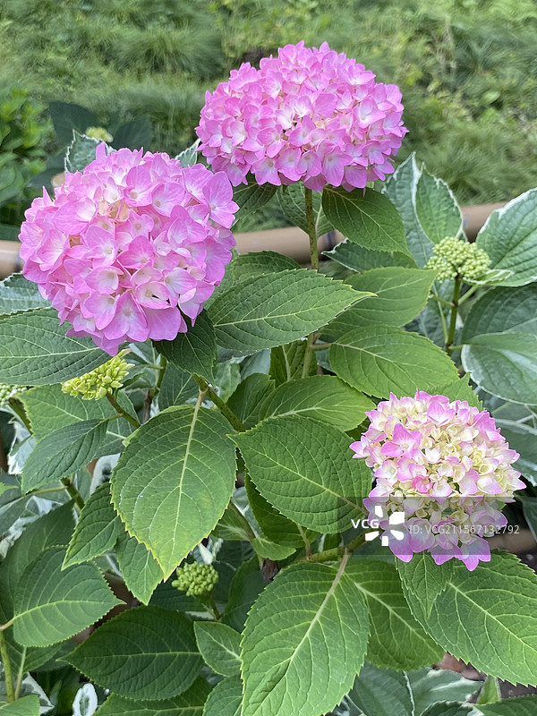 共青森林公园八仙花园景色图片素材