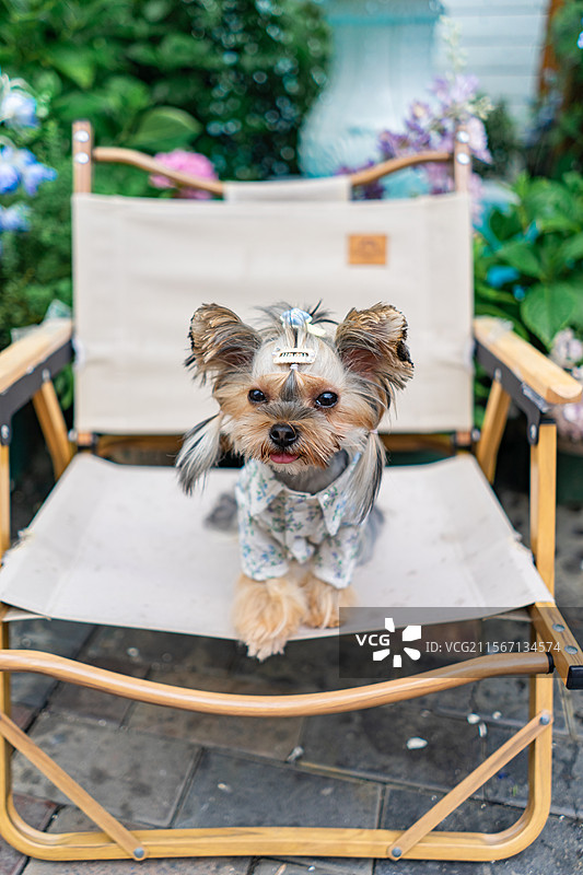 中国家庭宠物拍摄主题，世界上最小的狗，一只可爱的约克夏坐在椅子上，户外白昼无人图像摄影图片素材