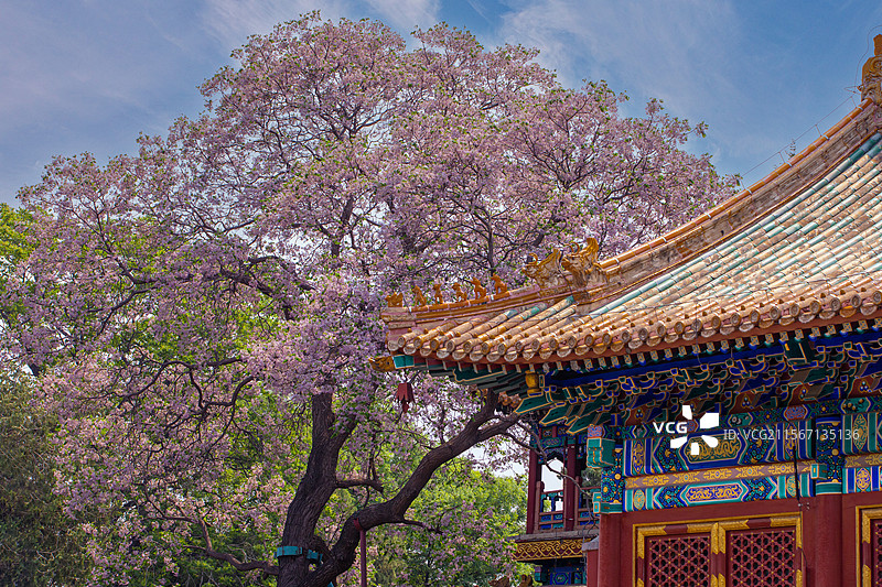初夏阐福寺，苦楝花摇曳梦的铃铛图片素材