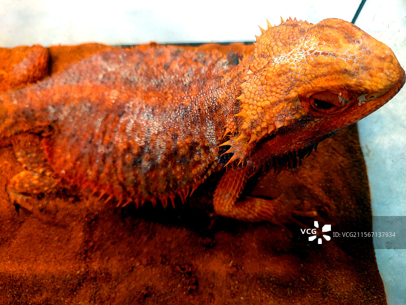 动物、宠物、蜥蜴图片素材