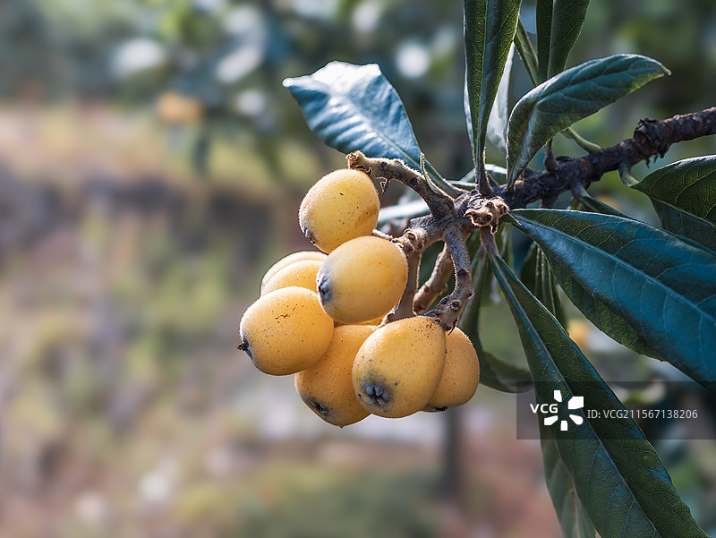 枝头上成熟的黄色枇杷图片素材