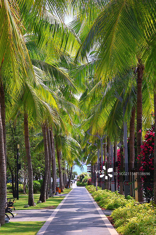 椰·叶图片素材