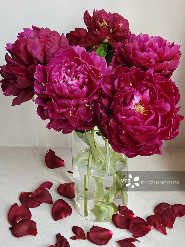 芍药送春图片素材