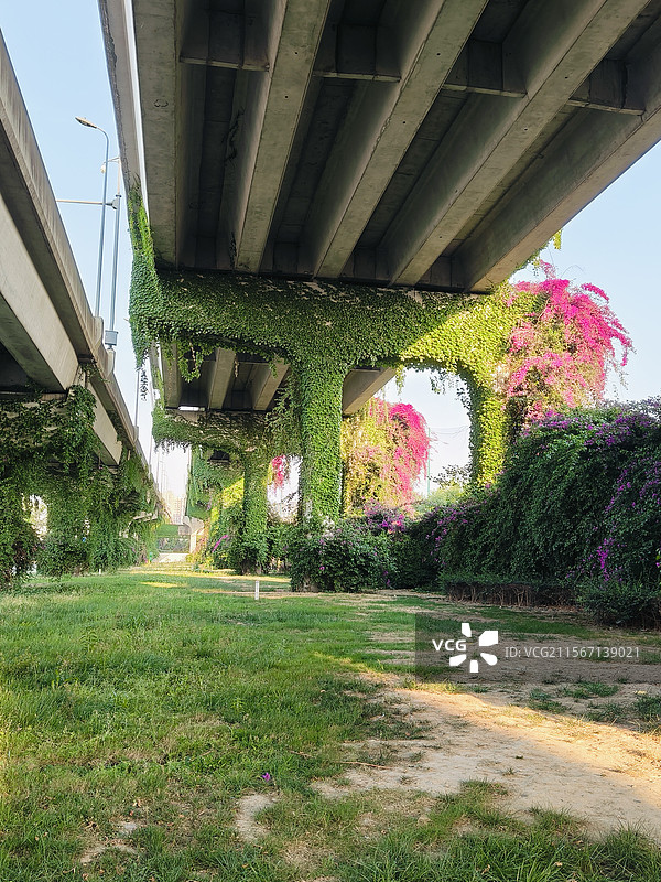 神仙树中环的高架桥，日落余晖映照钢筋混泥土的蓬勃生命力，艳红的三角梅也来作陪图片素材