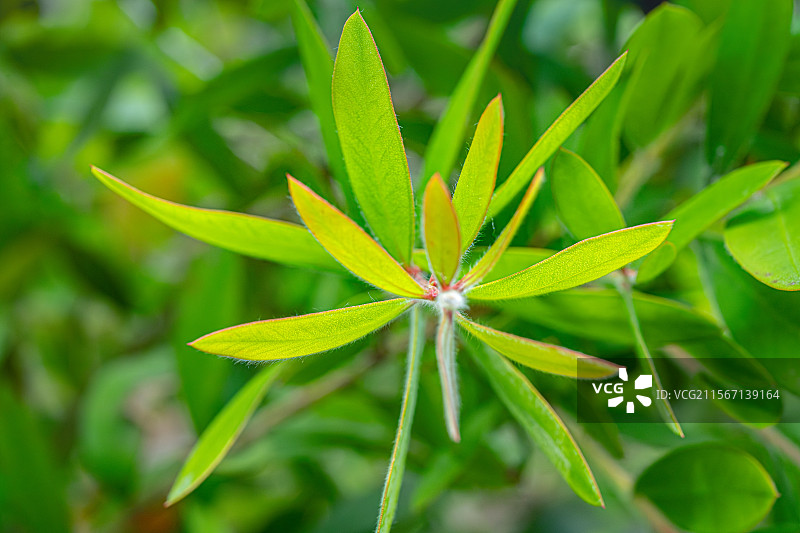 美花红千层 硬枝红千层 树叶特写 桃金娘科红千层属 上海浦东世纪公园植物图鉴图片素材