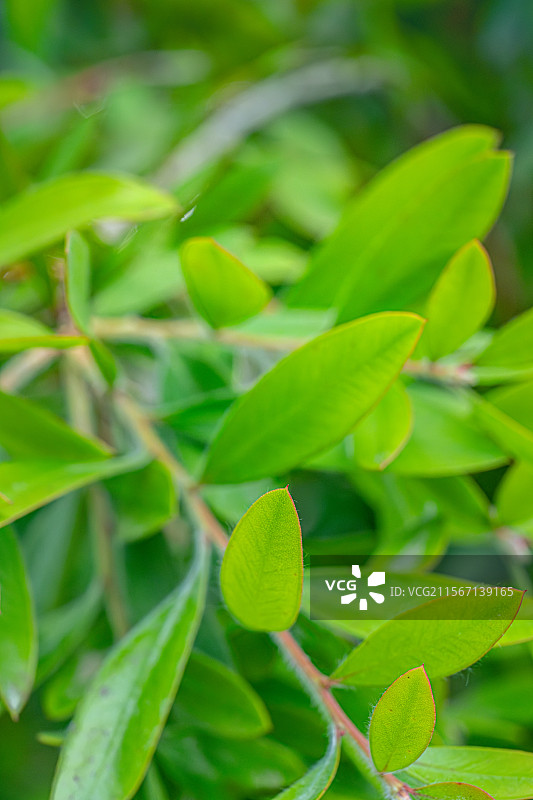 美花红千层 硬枝红千层 树叶特写 桃金娘科红千层属 上海浦东世纪公园植物图鉴图片素材