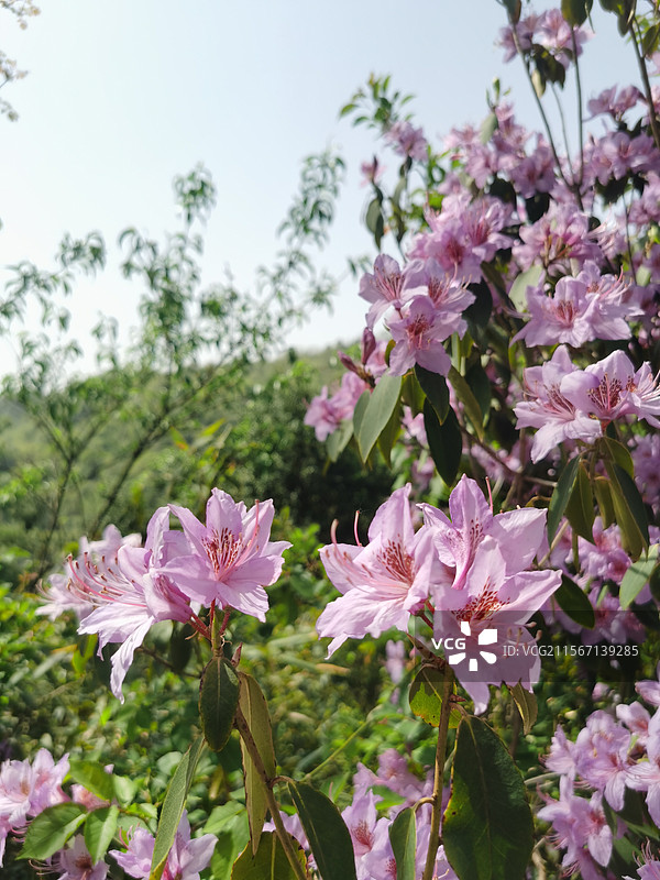 鹿角杜鹃高山杜鹃图片素材