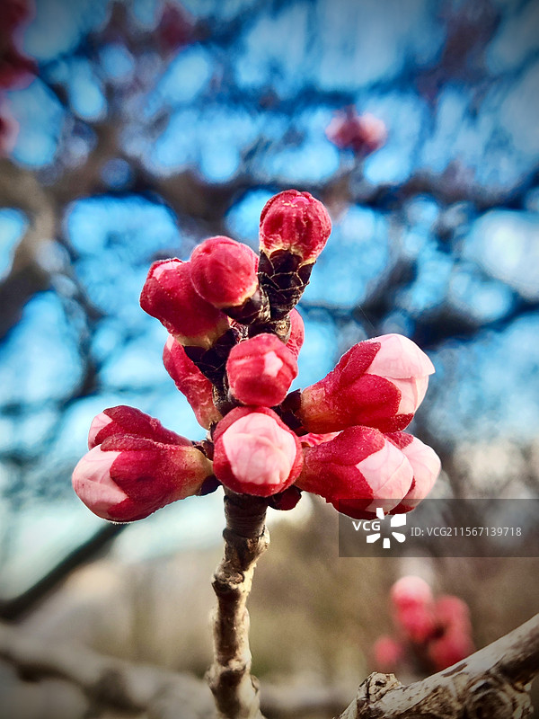 杏花骨朵儿特写镜头图片素材
