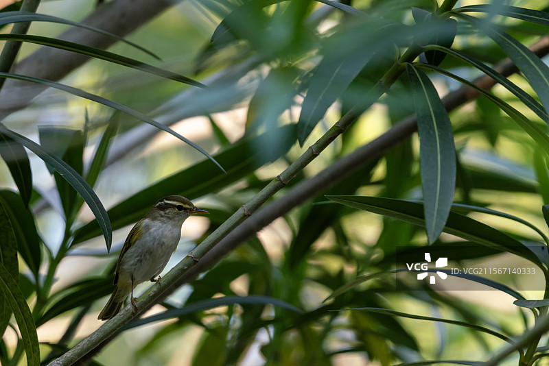 上海浦东柳莺栖息在树枝上的特写镜头图片素材