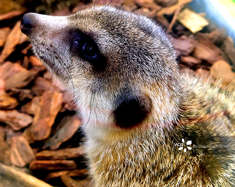 动物、宠物、狐獴、细尾獴、海岛猫鼬、灰沼狸图片素材