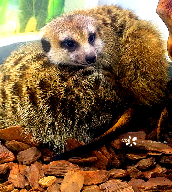 动物、宠物、狐獴、细尾獴、海岛猫鼬、灰沼狸图片素材