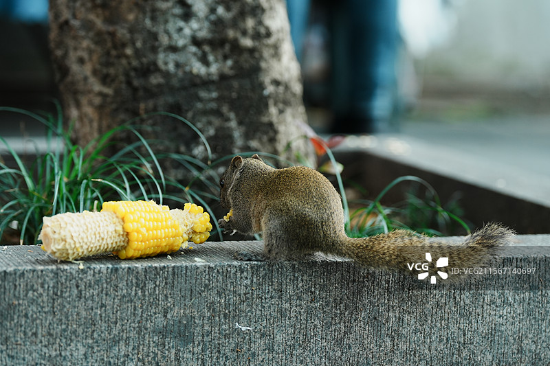 杭州，西湖，松鼠图片素材