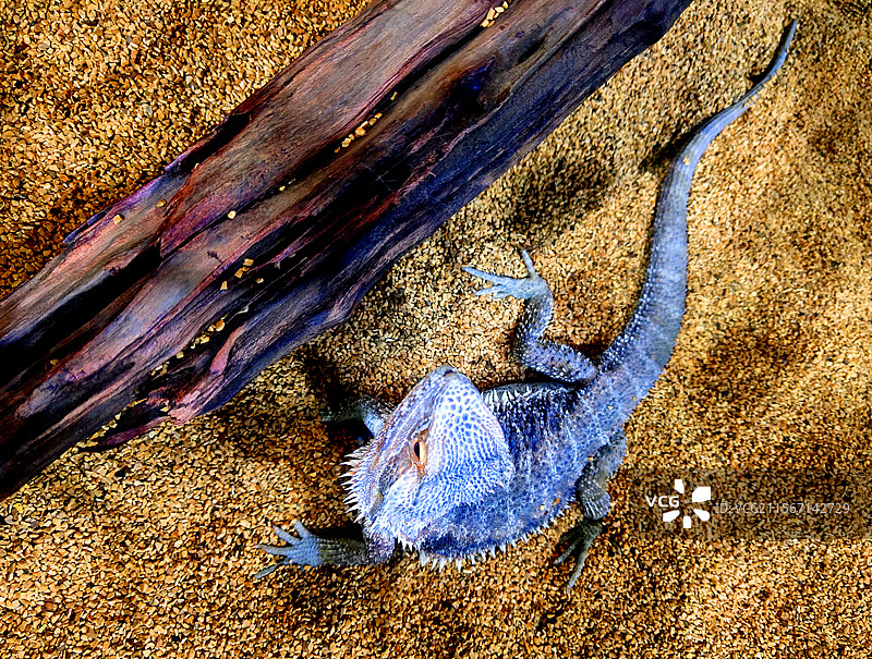 动物、宠物、鬃狮蜥、Pogona-vitticeps图片素材