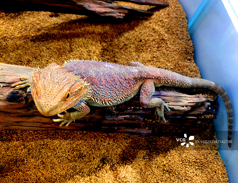 动物、宠物、鬃狮蜥、Pogona-vitticeps图片素材