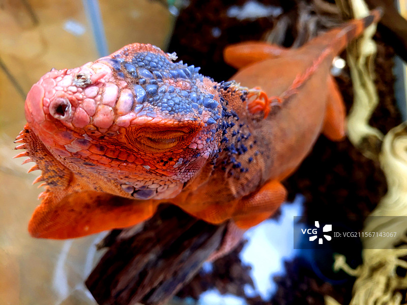 动物、宠物、鬣蜥、大马鬃蛇图片素材