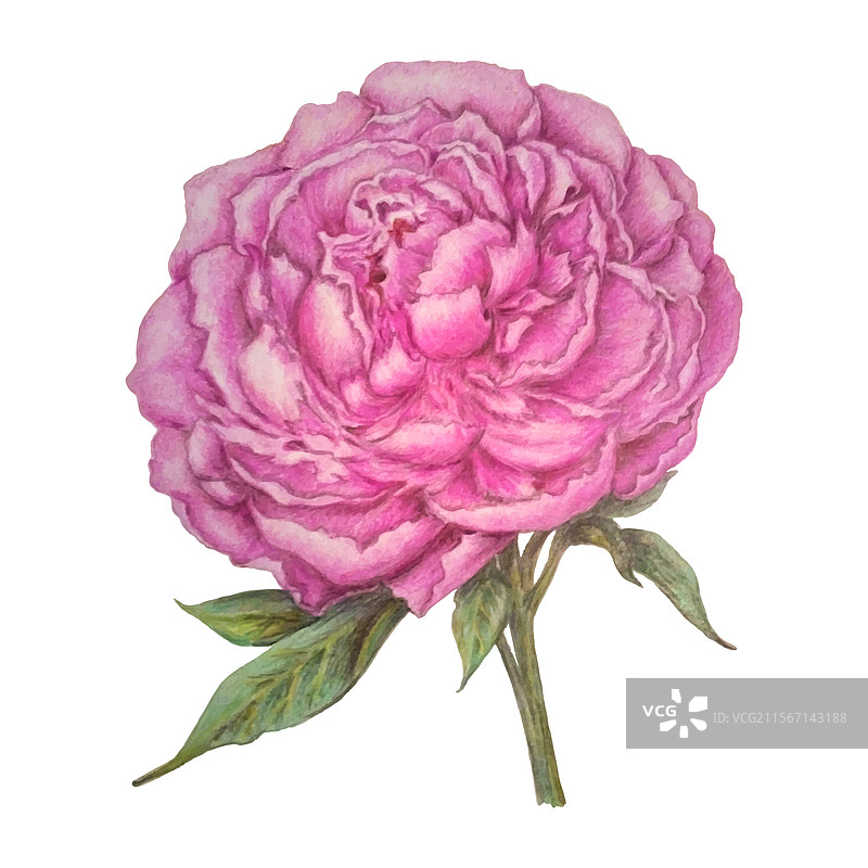 五彩缤纷的铅笔画粉色牡丹花图片素材