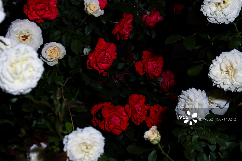 在夜的幕布下，红与白的月季交织。它们似在低语，诉说着热烈与纯洁，于黑暗中绽放独有的浪漫。图片素材