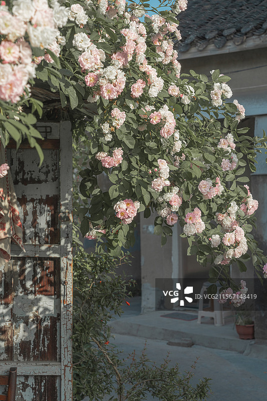 扬州蔷薇花图片素材