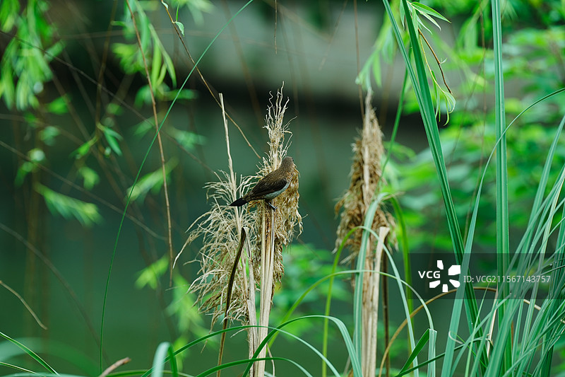 绍兴，大禹陵景区，蔷薇，江南水乡图片素材