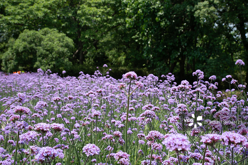 杭州西溪湿地公园马鞭草花海图片素材