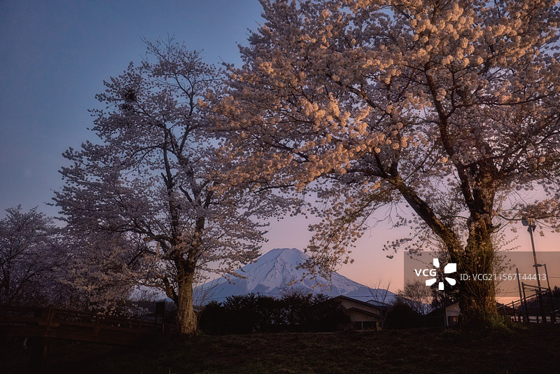 日本富士山樱花图片素材