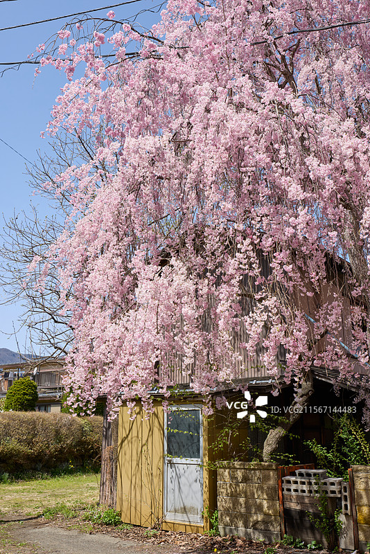 日本富士山樱花图片素材