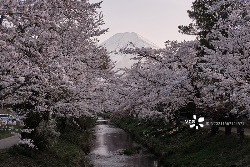 日本富士山樱花图片素材