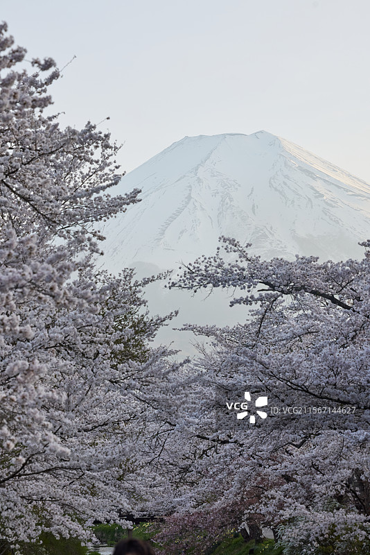 日本富士山樱花图片素材