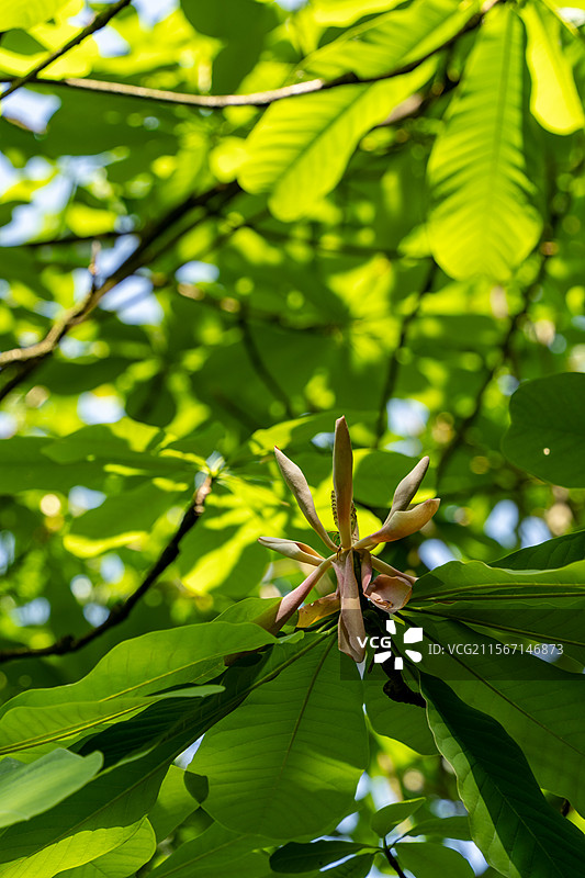 有花植物对树木的低角度视图图片素材
