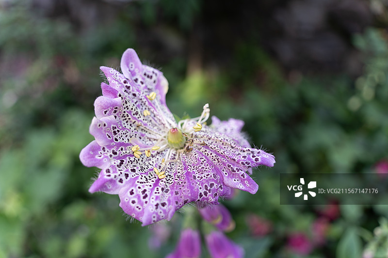 湿紫花粉丝开花植物花头花簇特写图片素材