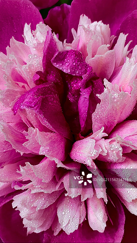 滴水芍药图片素材