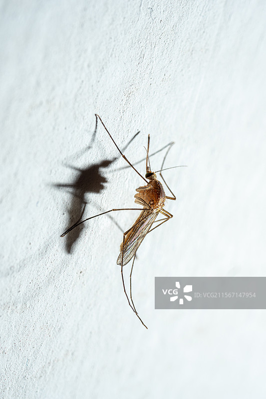 蚊子害虫特写，身体呈灰褐色、棕褐色或黑色，是传播各类病毒的载体图片素材